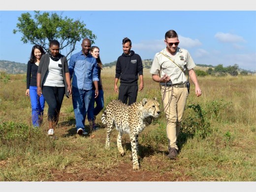 The park offers a tour where you can walk with a cheetah.