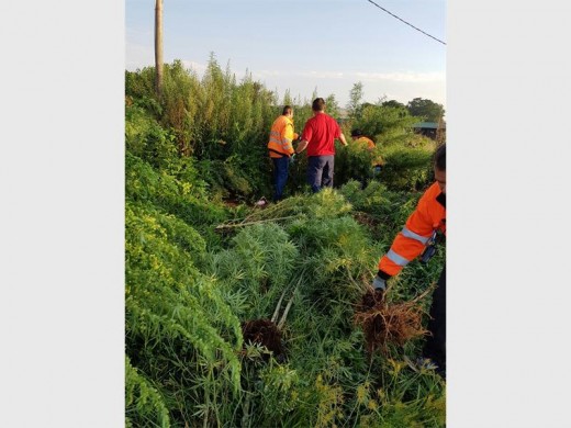 Randfontein CPF members assisted Krugersdorp Police in confiscating dagga worth millions of rands in Kromdraai. Photo: Krugersdorp Police