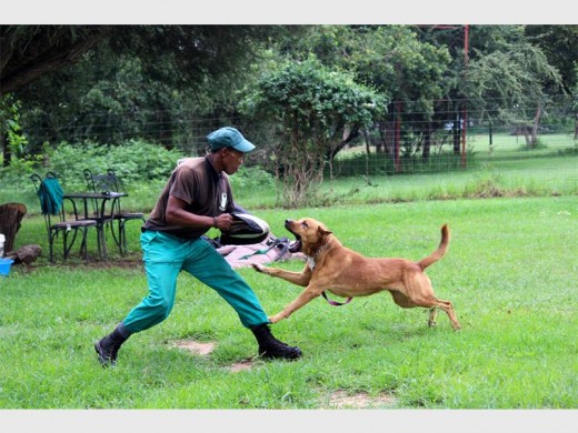 Elias Khotseng, a dog trainer, braces for impact as Micheal, a protection K9 charges to bite his arm. Elias is wearing a protective sleeve, which is used in one of the phases of training dogs.