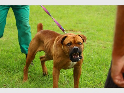 The dog's personality usually makes a difference in its training. Although purebred dogs like the Belgian Malinois are perfect for the job because of their energy and perseverance, other breeds, like Diesel, who is a Boerbul, can also become trained protectors.