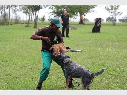 Elias Khotseng, dog trainer fights Dakota, a protection dog, to show that the dog has completed the five phases of training and is ready for field work.
