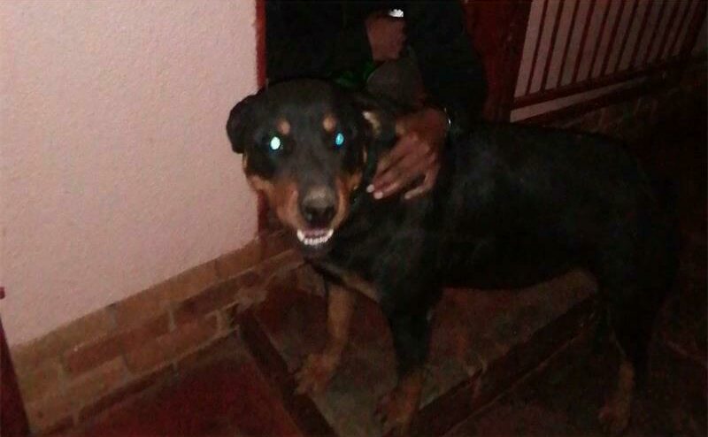 Beloved Rottweiler reported missing