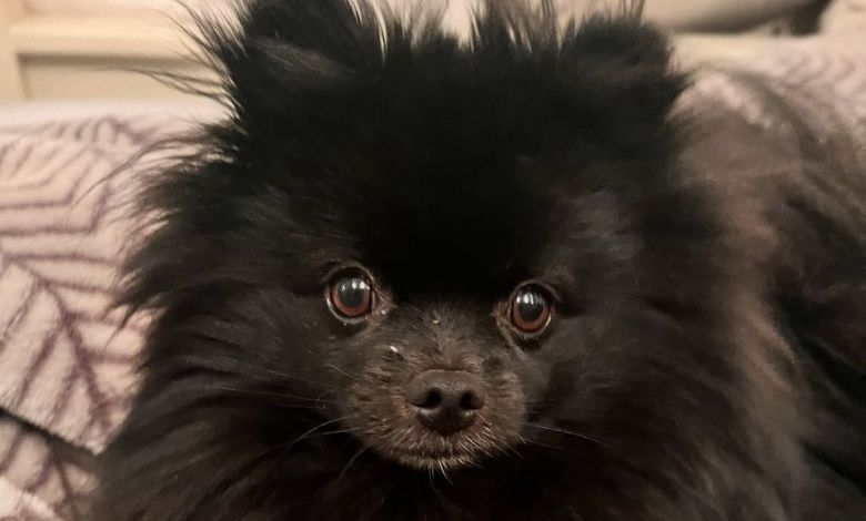 Have you seen Pablo?