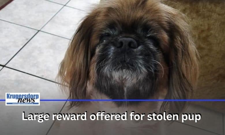 The 9th Day Animal Rescue Centre is asking for help after Benji, a rescue dog and support companion, was stolen. He needs medication to survive –can you help find him?