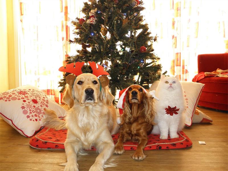 For many parents and pet owners, keeping curious little hands and paws away from the Christmas décor can be a real challenge.