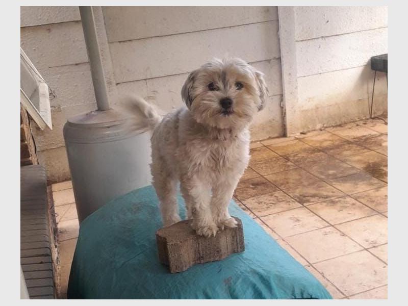 After a break-in at their Rico Crescent home, the Govender family’s beloved dog Luna disappeared. They continue their search and appeal to the public for help.