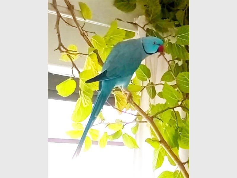 A resident is willing to give a R2 000 reward if found.