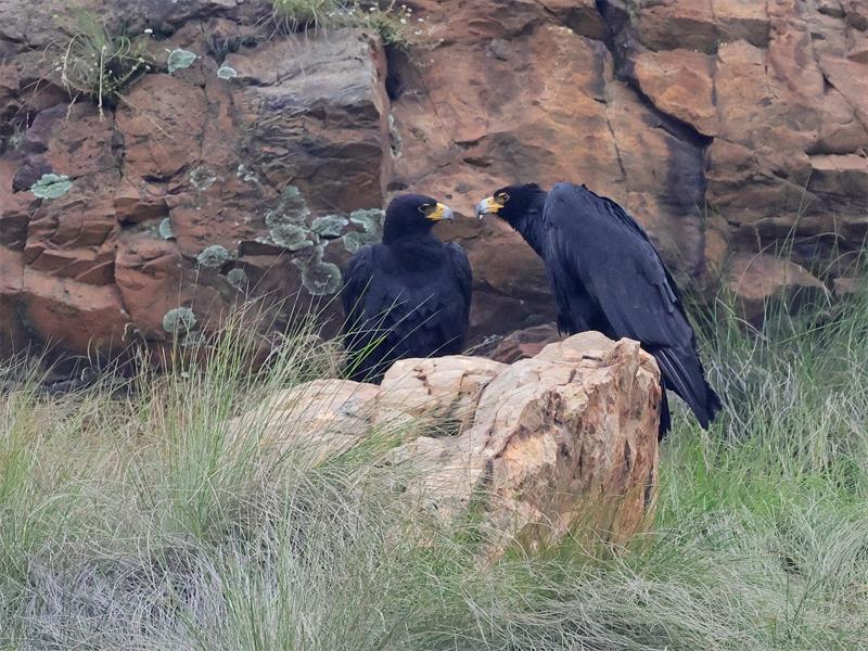 Love is in the air at Walter Sisulu National Botanical Garden as Makatsa and Mahlori begin their annual courting.