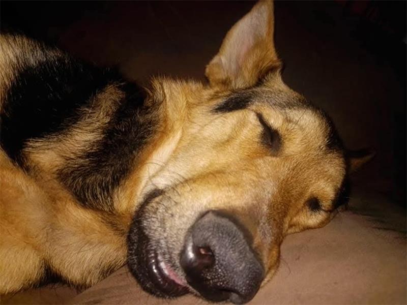 Support Kaizer: Family appeals for help as German Shepherd battles severe illness