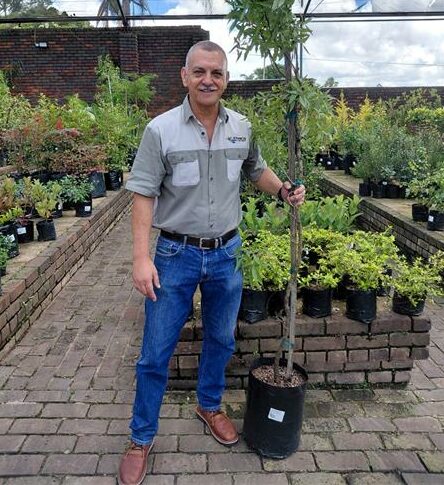 In die derde uitgawe van Boombewus-reeks ontdek ons die Bergkaree se aanpassings by hoë hoogtes, sy rol in die natuur en waarom dit tuiniers se gunsteling is.