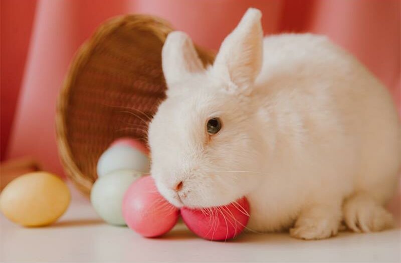 Discover the surprising story behind Easter’s favourite bunny and treats.