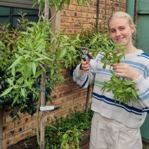 Die vierde uitgawe van die Boombewus-reeks wys hoe die veerkragtige bergkaree jou tuin met minimale sorg kan transformeer.