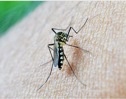 Gauteng on alert as Malaria death toll rises