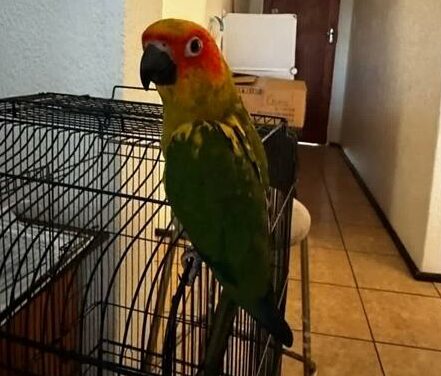 A missing parrot named Havi has brought the Krugersdorp community together, with residents sharing sightings and helping in the search to bring him home safely.