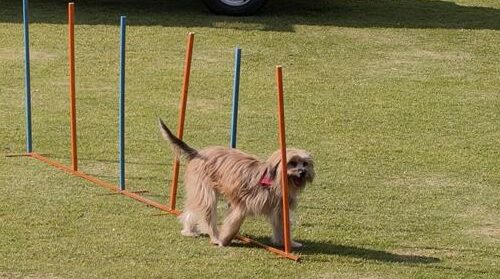 More than 100 Millies learners were treated to a fun-filled day of dogs, tricks, and valuable lessons about caring for pets.