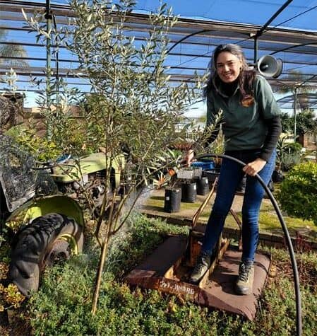 Die Boombewus-reeks deel praktiese riglyne vir die aanplant en versorging van die olienhout, insluitend grondvoorbereiding, sonligvereistes en langtermyn-onderhoud om gesonde groei te verseker.
