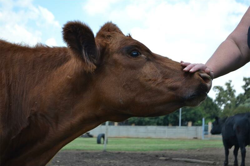 Mogale to host inaugural Farmers Day for local agricultural community