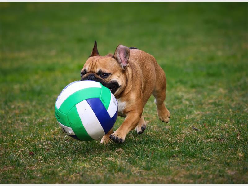 Visitors can enjoy live music, a painting competition and prize giveaways while supporting the shelter's animals.