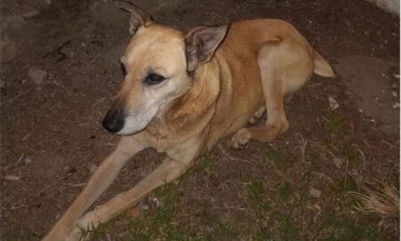 A local animal clinic steps in with a discounted rate to help cover crucial surgery for a four-legged family member.