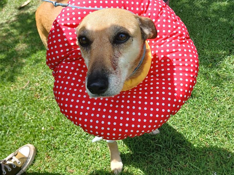 A local animal clinic reduced its rate to ensure an injured dog received the life-saving procedure it needed.
