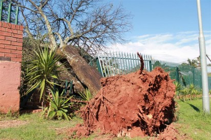 The uprooted tree on Foxglove Street on Thursday afternoon. Photo: Mathilde Myburgh.
