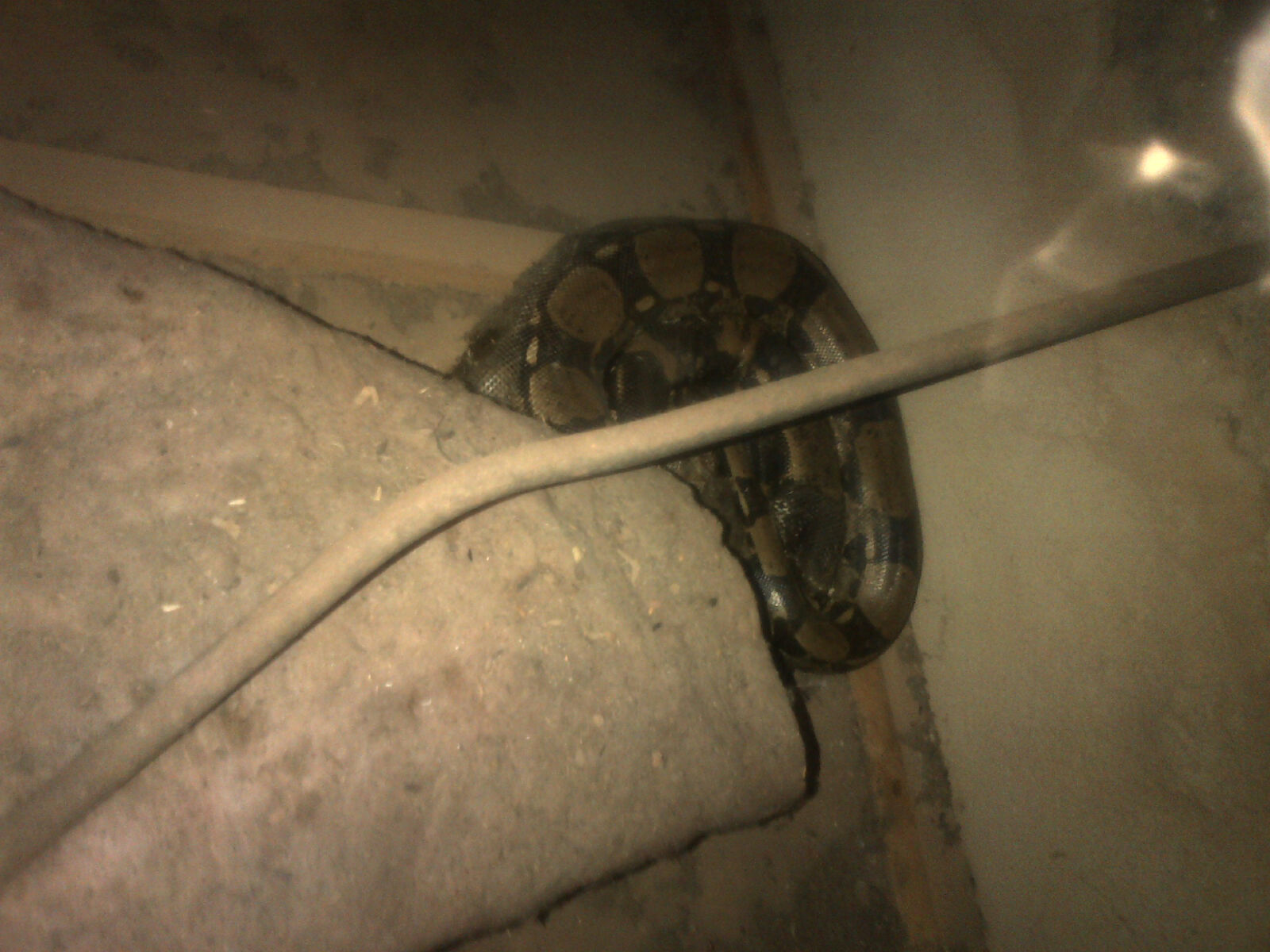 Python Loose In House Python found in home | Roodepoort Record