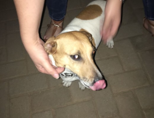Missing dog
