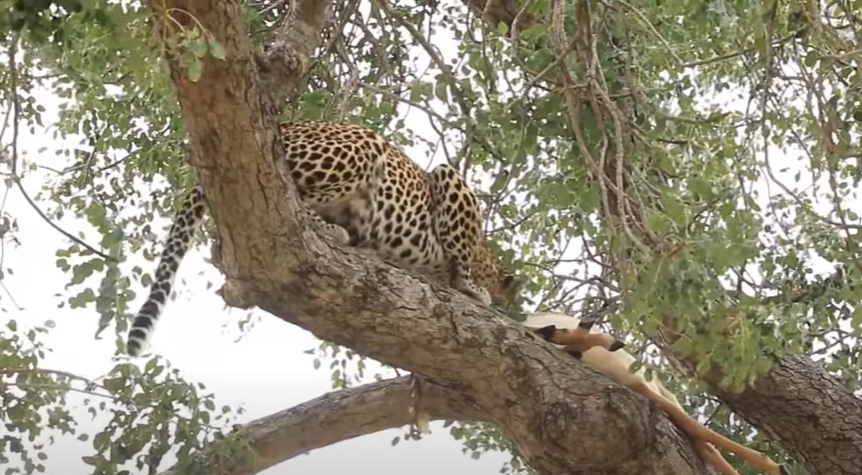 leopard