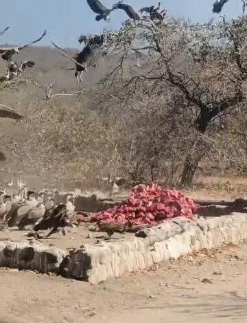 vultures