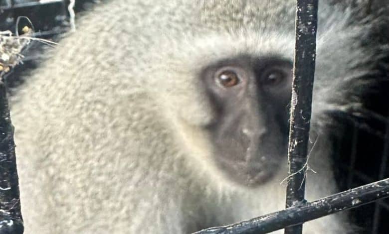 The monkey was found in a good condition.