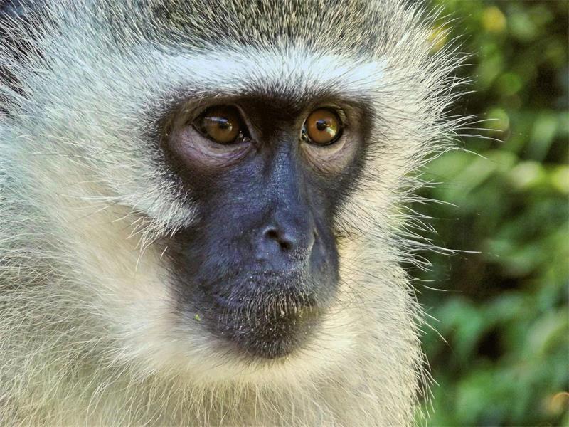 The monkey was last spotted in Witpoortjie, and Claw appeals for public assistance.