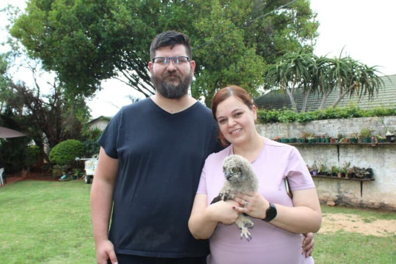 The owlets were captured, weighed, and ringed before being placed back in their nest.