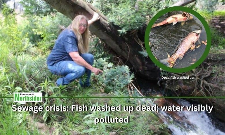 Dead fish and a foul smell highlight the ongoing pollution in Honeydew’s Wilgespruit River.