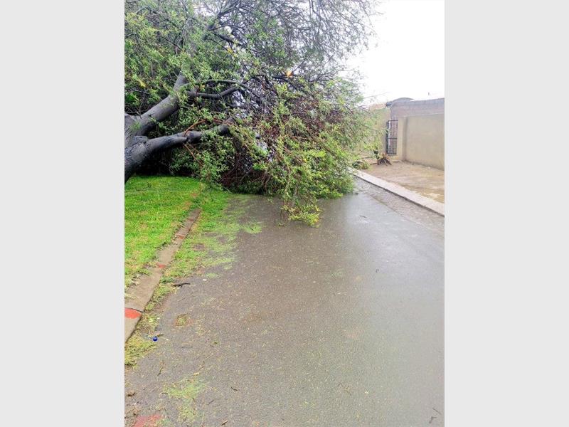 The entity has issued a warning about the danger of falling trees during heavy rain.