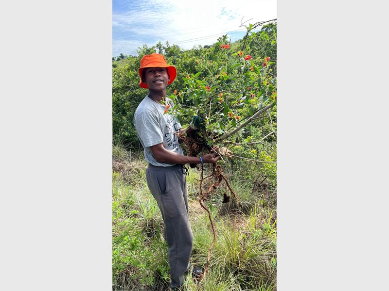Friends of Kloofendal's weeding team is making a significant impact on stopping the spread of alien invasive plants.