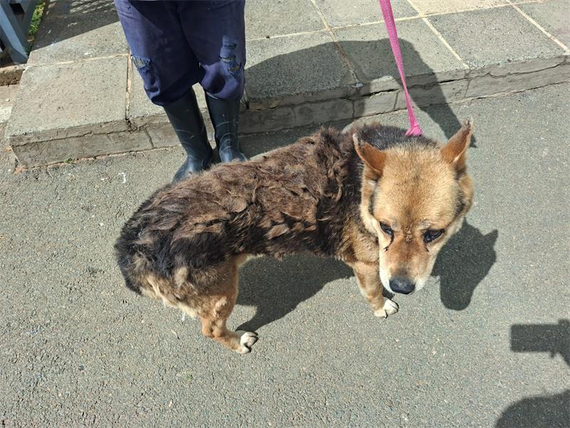 The Roodepooort/ Krugersdorp SPCA has successfully defended a challenge against the surrender of a badly neglected dog.