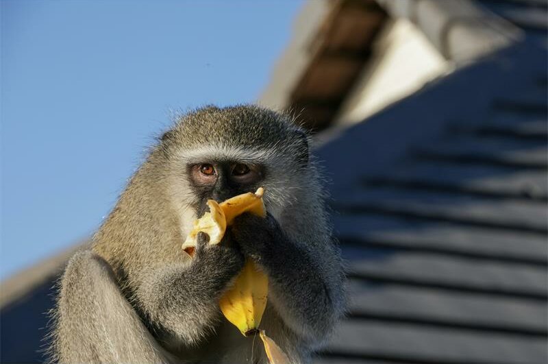 The monkey's presence draws curious eyes as it passes through the area.