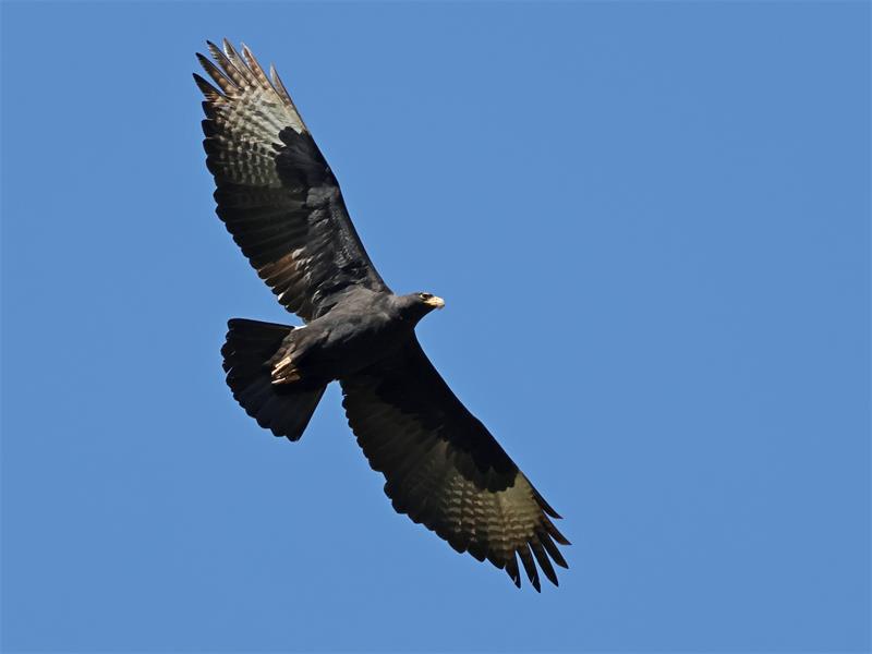 Monitors from the Black Eagle Project Roodekrans have confirmed there is an egg on the nest.