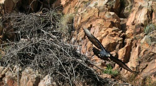 Intensifying nesting activity of the Verreaux’s eagles at Walter Sisulu Botanical Garden, indicates an egg might b in the nest soon.