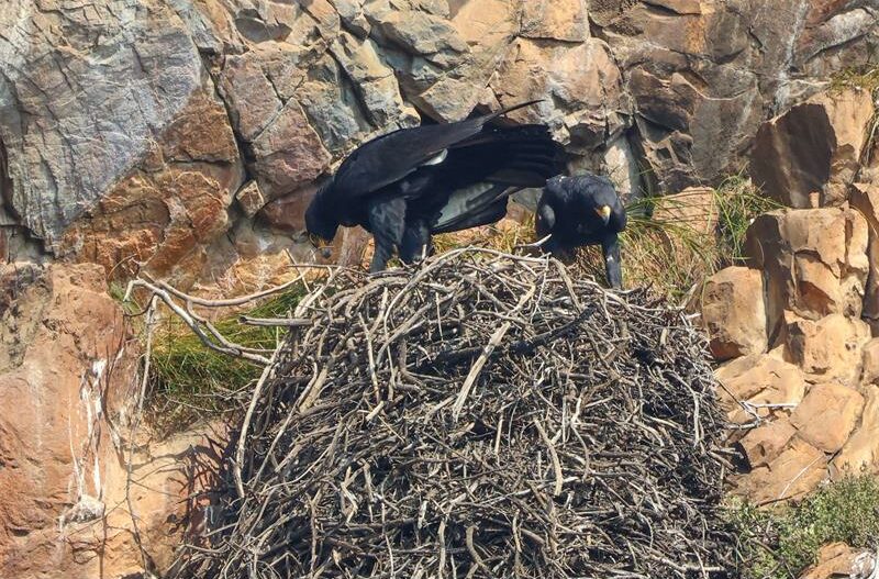 The black eagles of Roodekrans have abandoned their last clutch of eggs, but it seems they are preparing to lay a new clutch.
