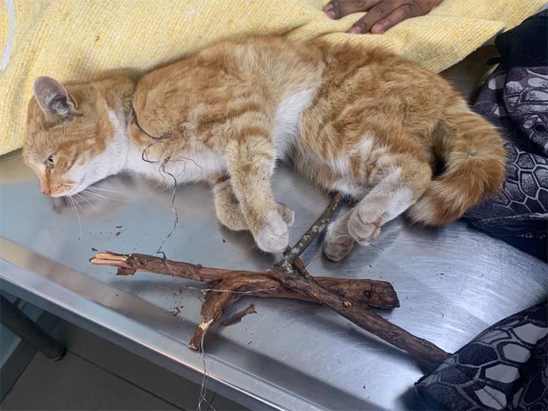 The routine patrol turned into a race to save the trapped cat, with everyone involved playing a role in the rescue.