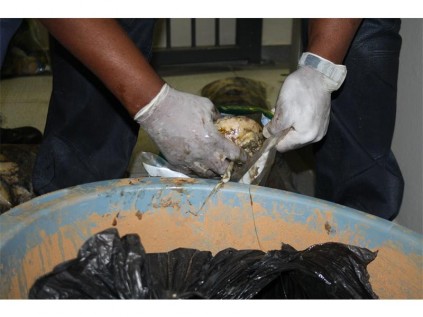 One of the 3 928 recovered abalones in Edenvale last week.