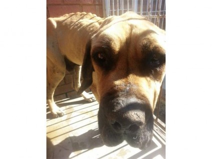 An old male Boerboel, later named Brutus the Brave, is on the road to recovery.