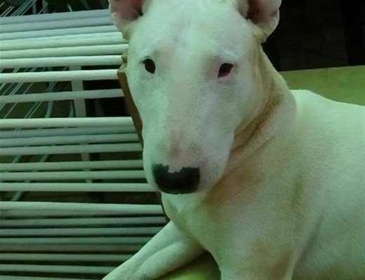 Toboe was last seen in the Horwood's Farm area on November 9.