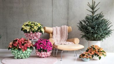 Styling Elize Eveleens - Klimprodukties