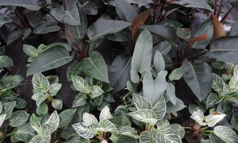 Alice Coetzee - 27 -05-2022 - gardening- indoor plants photo 1 (Medium)