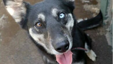 SPCAWEEK38ADOPTIO_33187