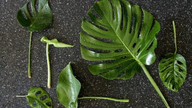 Styling Elize Eveleens - Klimprodukties