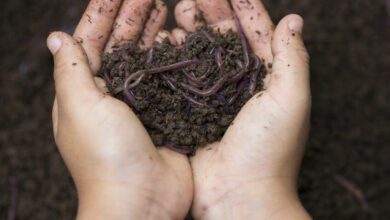 A worm farm is an excellent way for children to learn about caring for the environment. Read on to learn how to make one.