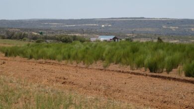 Cultivated rooibos fields. Photo Albert Koopman (cropped)